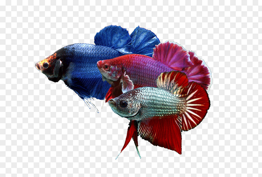 Betta Siamese Fighting Fish Goldfish Breed Pet PNG