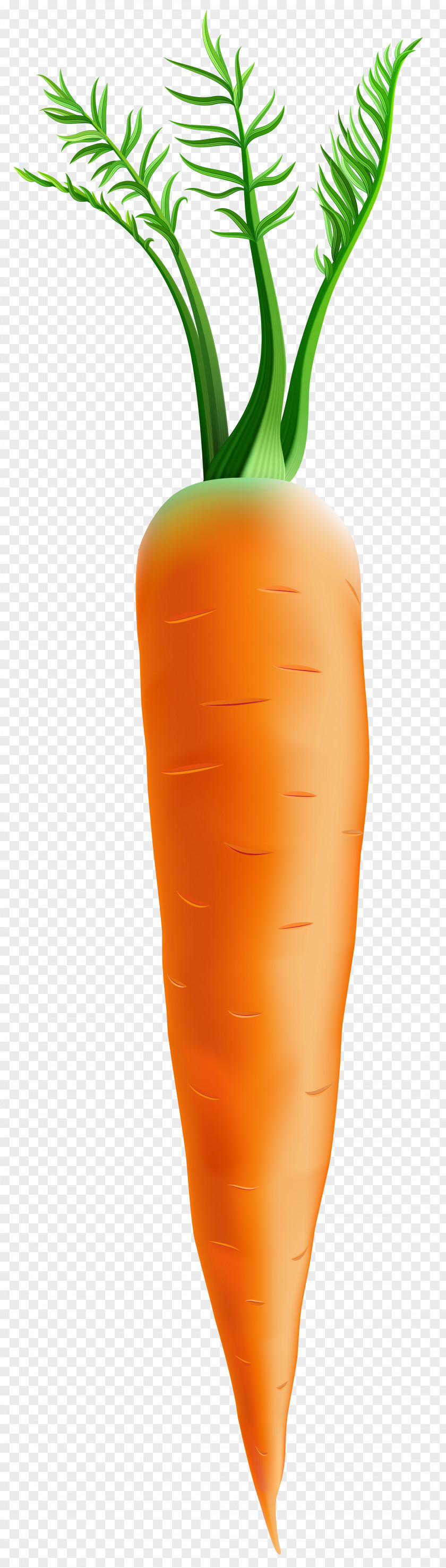 Carrot Clip Art Image Orange Flowerpot PNG