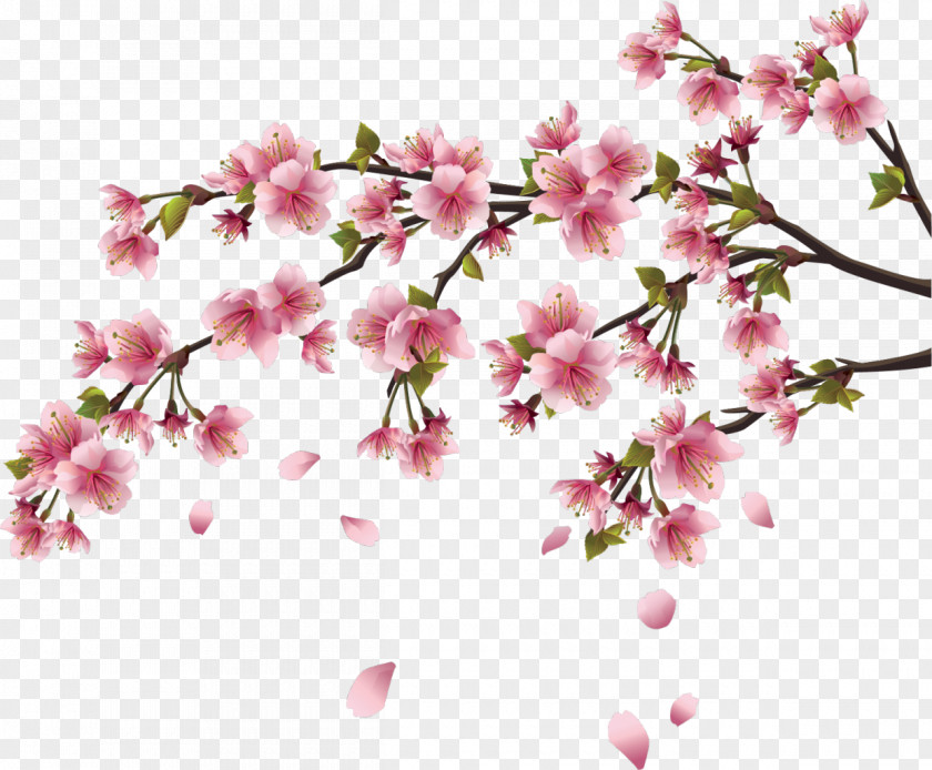 Chinese Flower Cherry Blossom Wall Decal Branch PNG