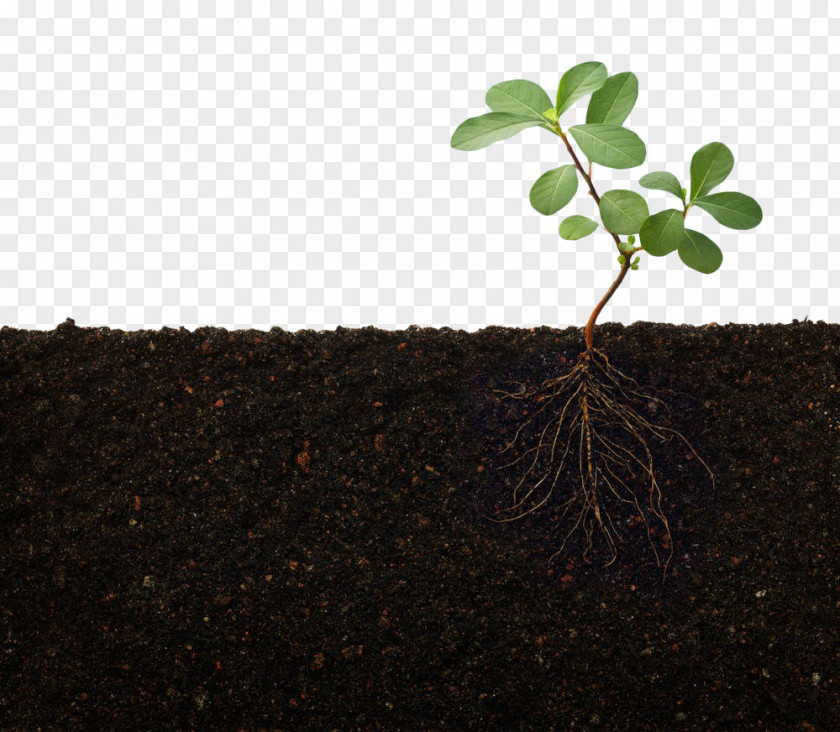 Green Plant Soil Rhizosphere Nutrient Root Stem PNG