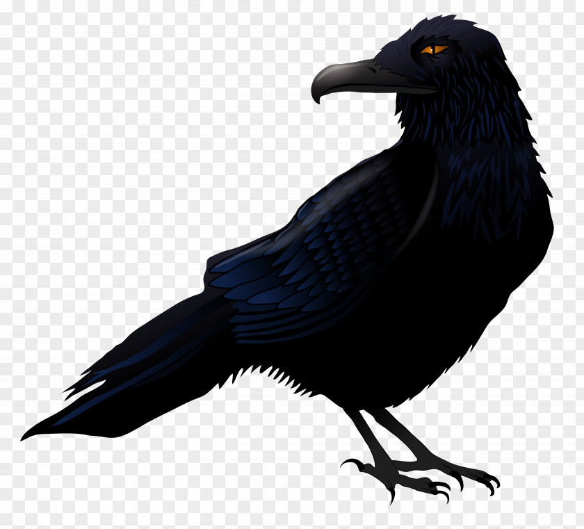 Haunted Raven Vector Clipart Common Bird Clip Art PNG