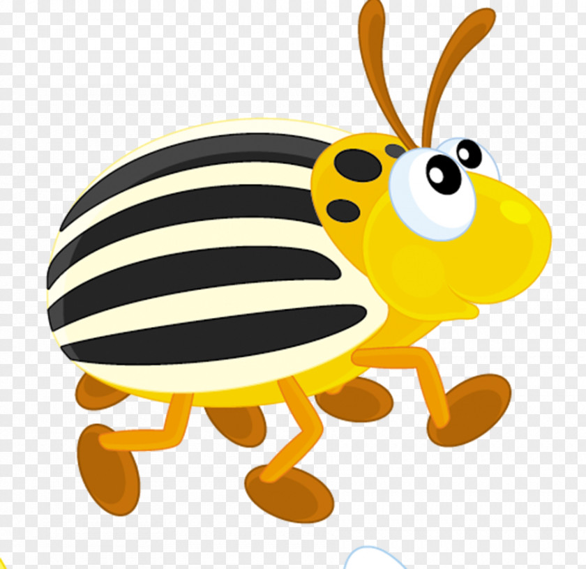 Insect Colorado Potato Beetle Honey Bee PNG