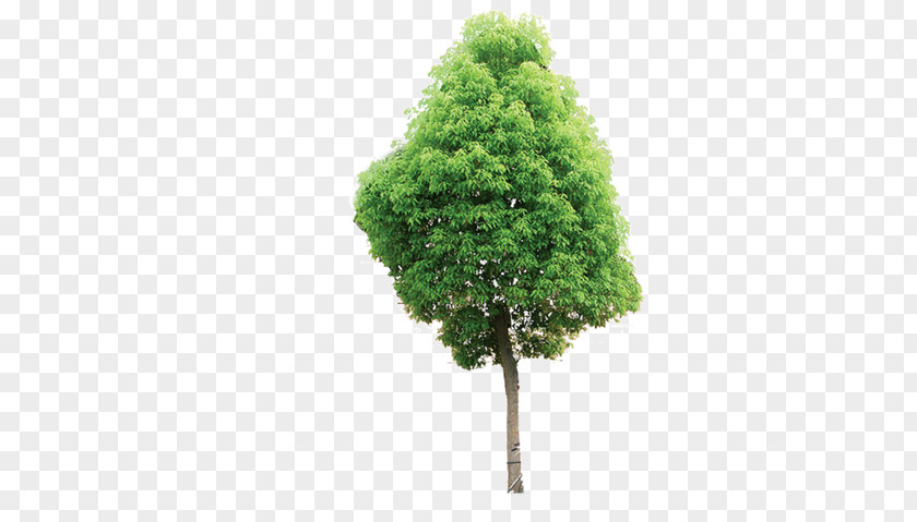Tree Architectural Engineering Concrete Plastic Information PNG