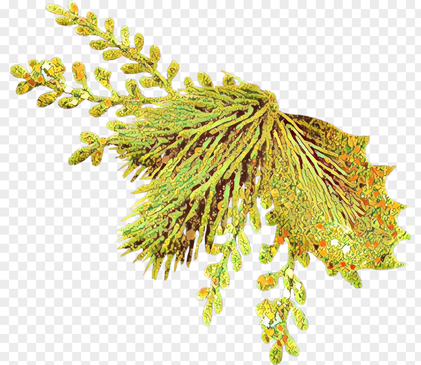 Vascular Plant American Larch Flower Tree PNG