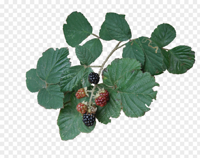 Berries Bramble Clip Art Drawing PNG