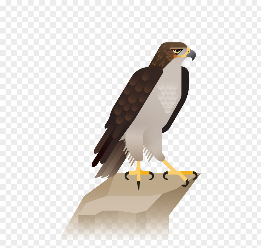 Eagle Bald Hawk Illustration PNG