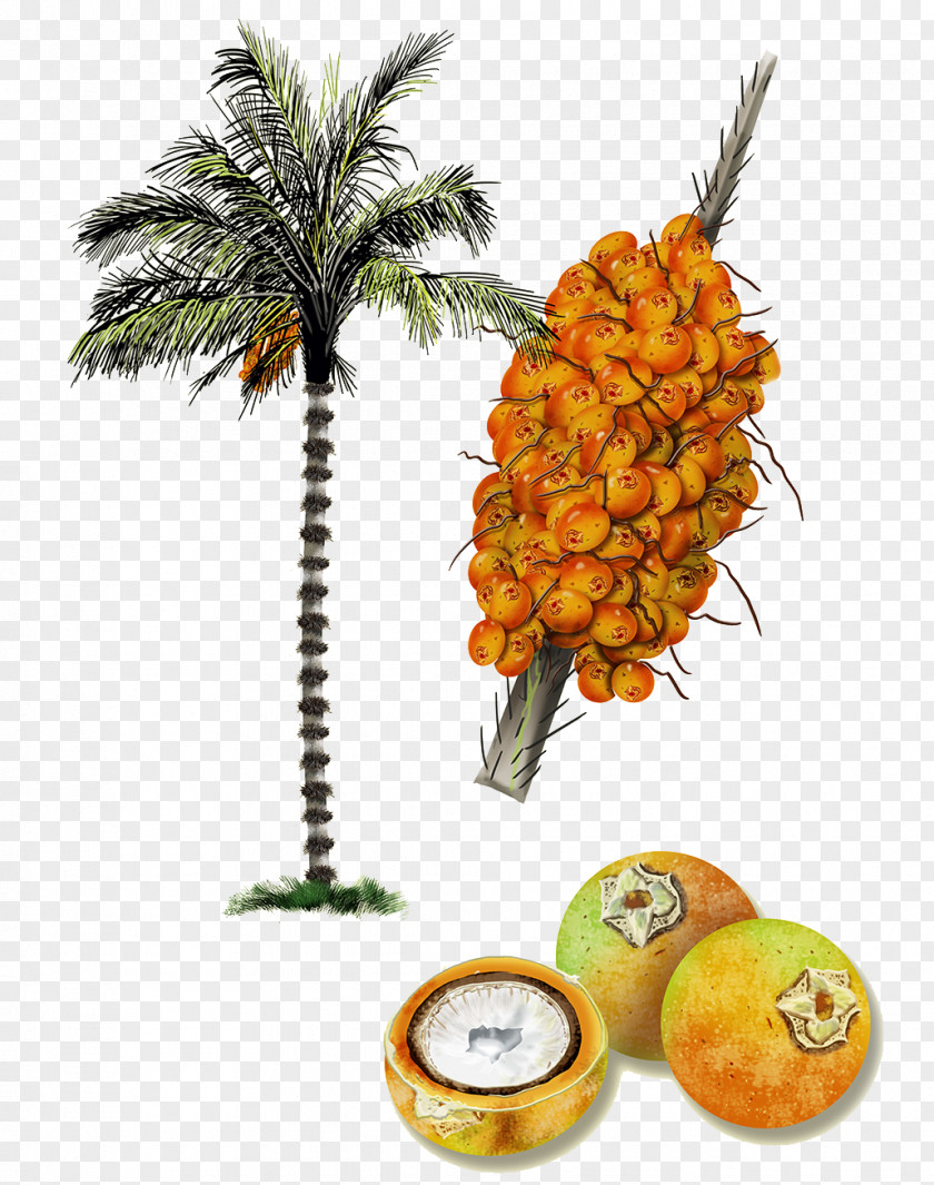 Hand-painted Coconut Tree Persimmon Astrocaryum Aculeatum Vulgare Amazon Rainforest Arecaceae PNG