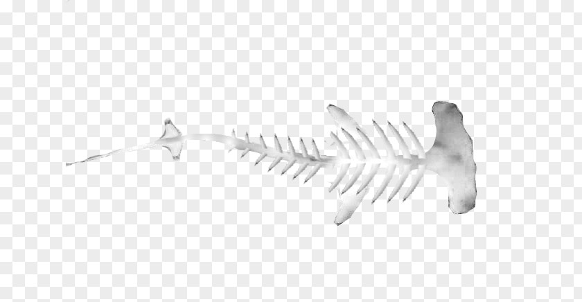 Shark Skeleton Hammerhead Vertebrate Great PNG