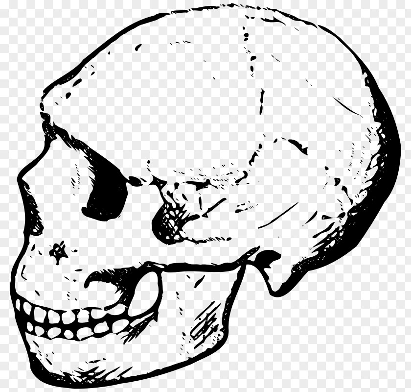 Skeleton Head Cliparts Skull Black And White Clip Art PNG