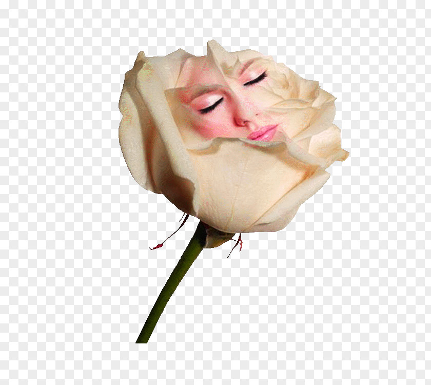 White Roses Rose PNG