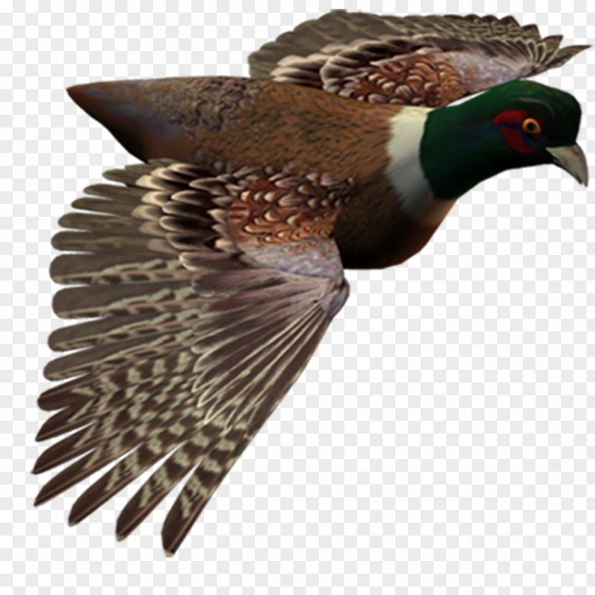Bird Flight Image PNG