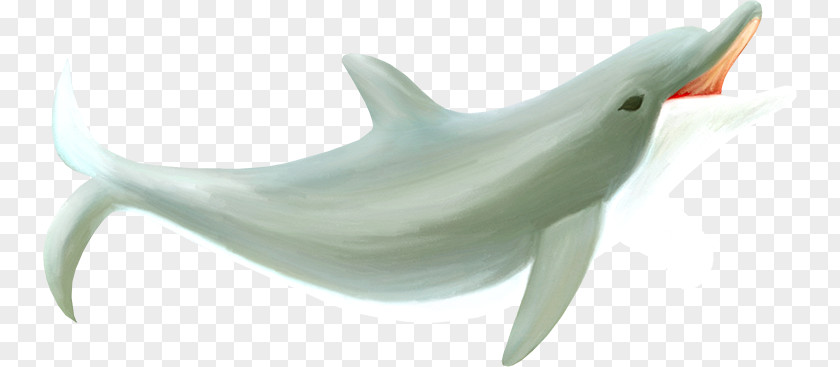 Dolphin Decorative Material Tucuxi Common Bottlenose Whale PNG
