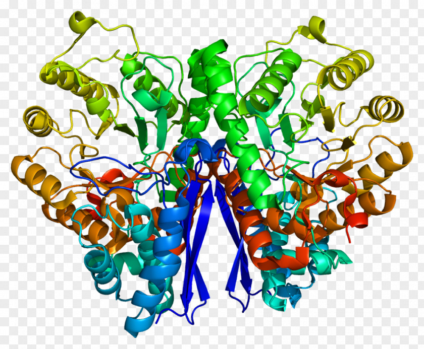 Enolase 2 Xanthine Dehydrogenase Enzyme Protein PNG
