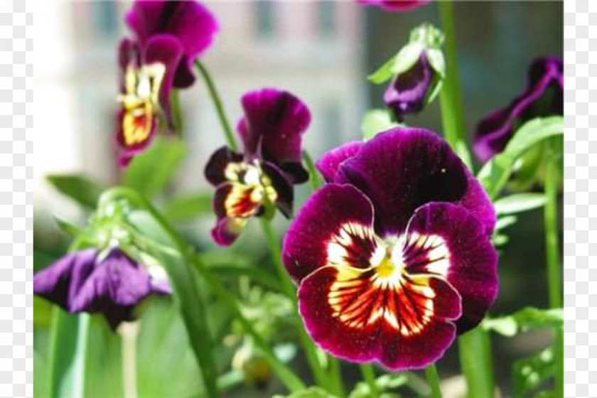 Kil Company Pansy Ingria Kesäkukka Annual Plant Inkerin Kulttuuriseura PNG