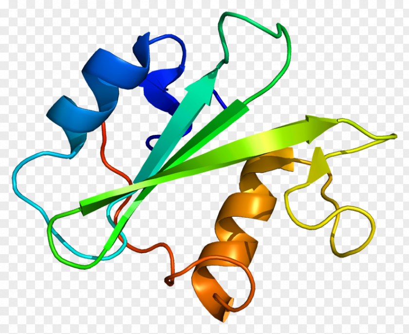 Megakaryocyte-associated Tyrosine Kinase Protein Leukocyte Receptor PNG