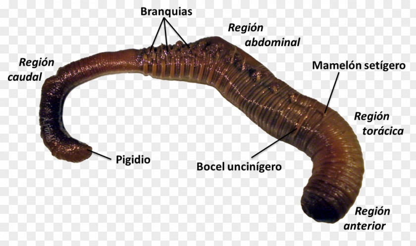 Piedras Earthworms Polychaeta Lugworm Nereis PNG