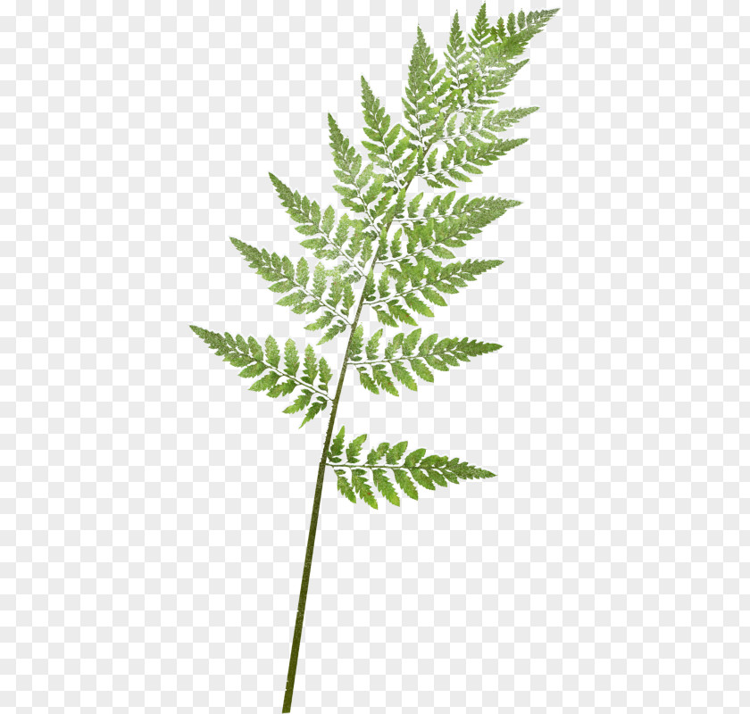 Twig Plant Stem Background PNG