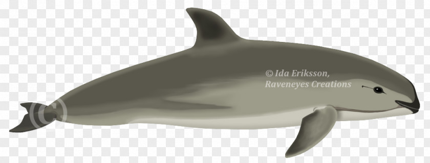 Whales Dolphins And Porpoises Common Bottlenose Dolphin Short-beaked Tucuxi Rough-toothed White-beaked PNG