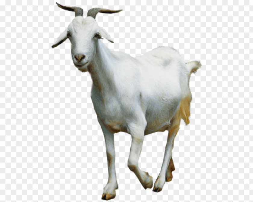 Goat Sheep Family Snout PNG
