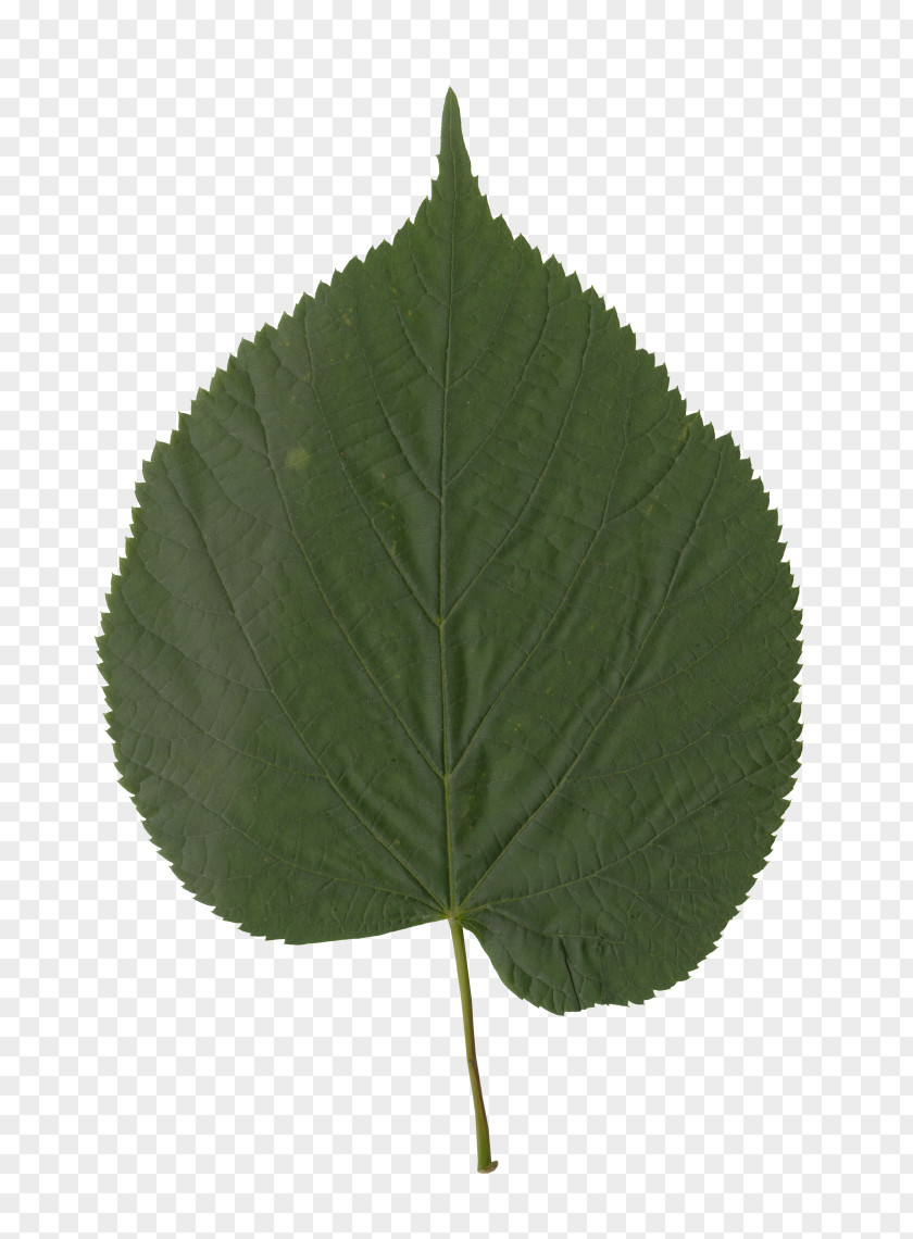 Leaf Plant Stem PNG