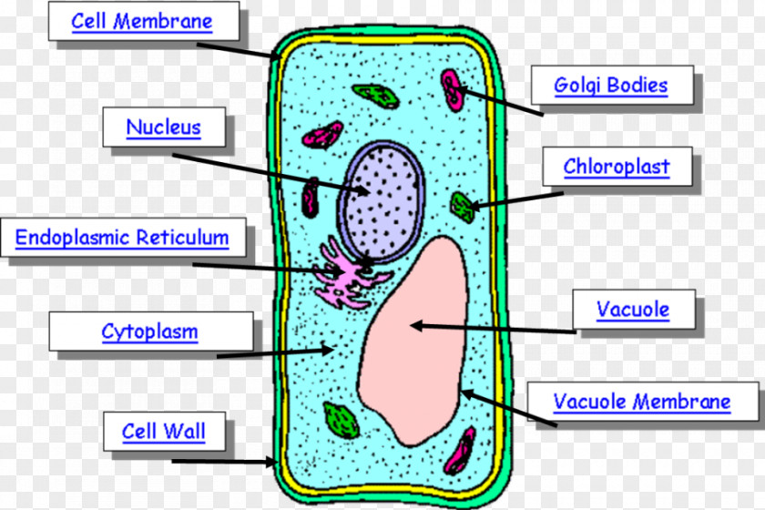 Plant Cell Human Body Diagram PNG