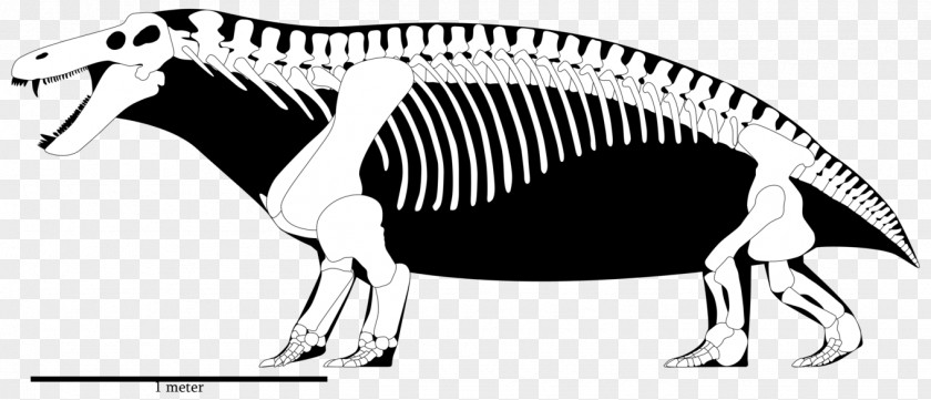 Reconstruction Tyrannosaurus Skeleton Jonkeria Yutyrannus Moschops PNG