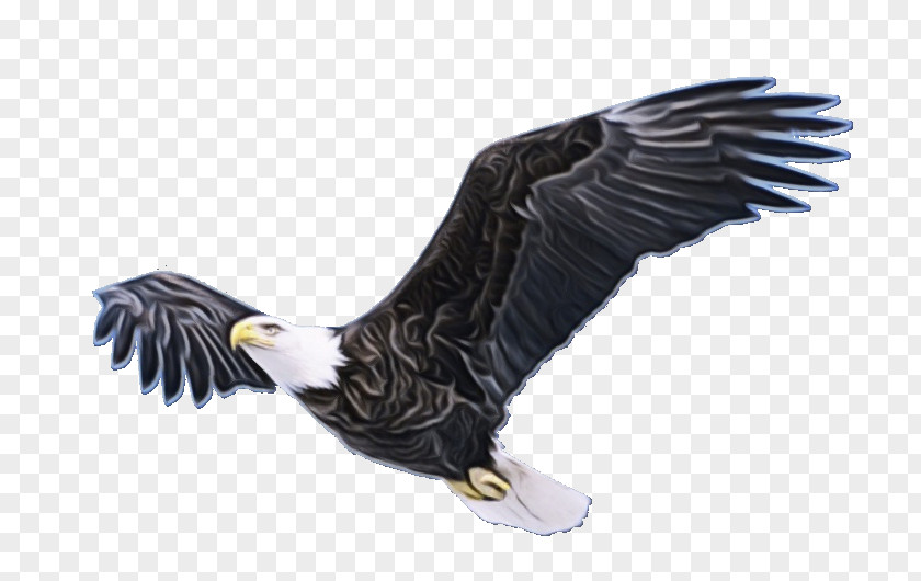 Falconiformes Kite Bird Drawing PNG