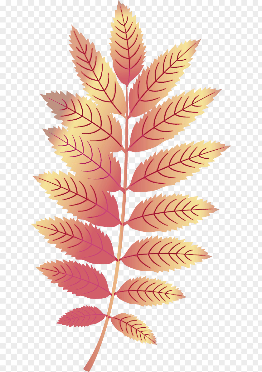 Maple Leaf PNG