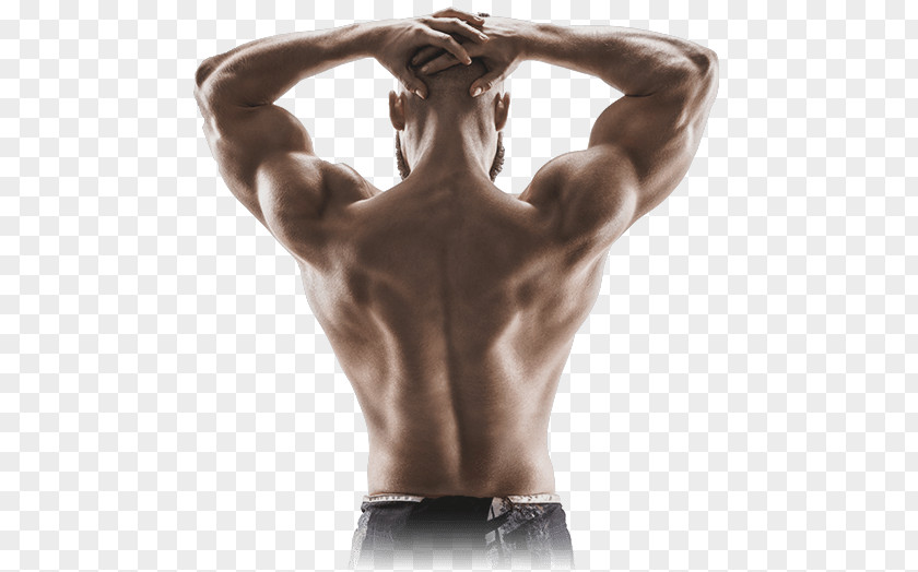 Muscular Body Muscle Contraction Human Back Shoulder Arm PNG