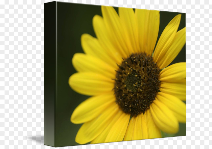 Sunflower 3D M PNG