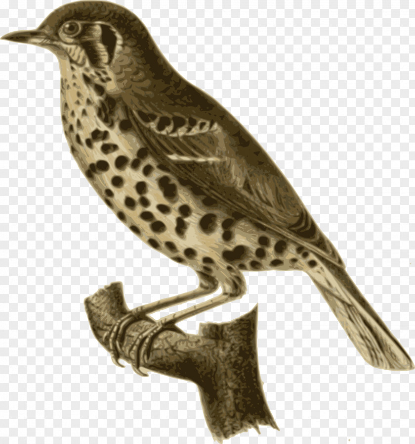 Bird Of Prey Feather Clip Art PNG