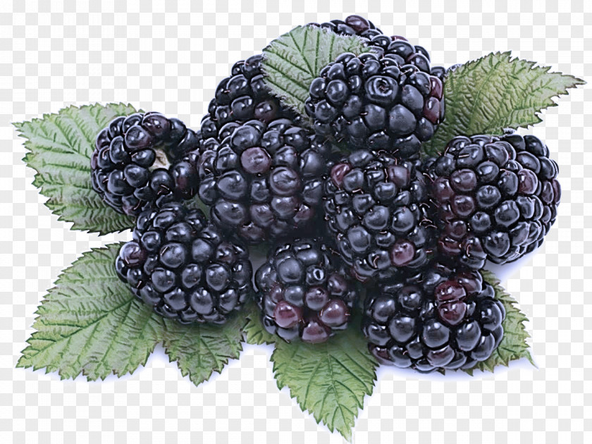 Blackberry Berry Plant Rubus Fruit PNG