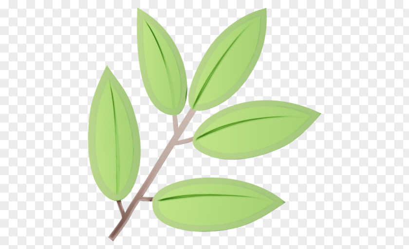 Olive Eucalyptus Green Leaf Background PNG