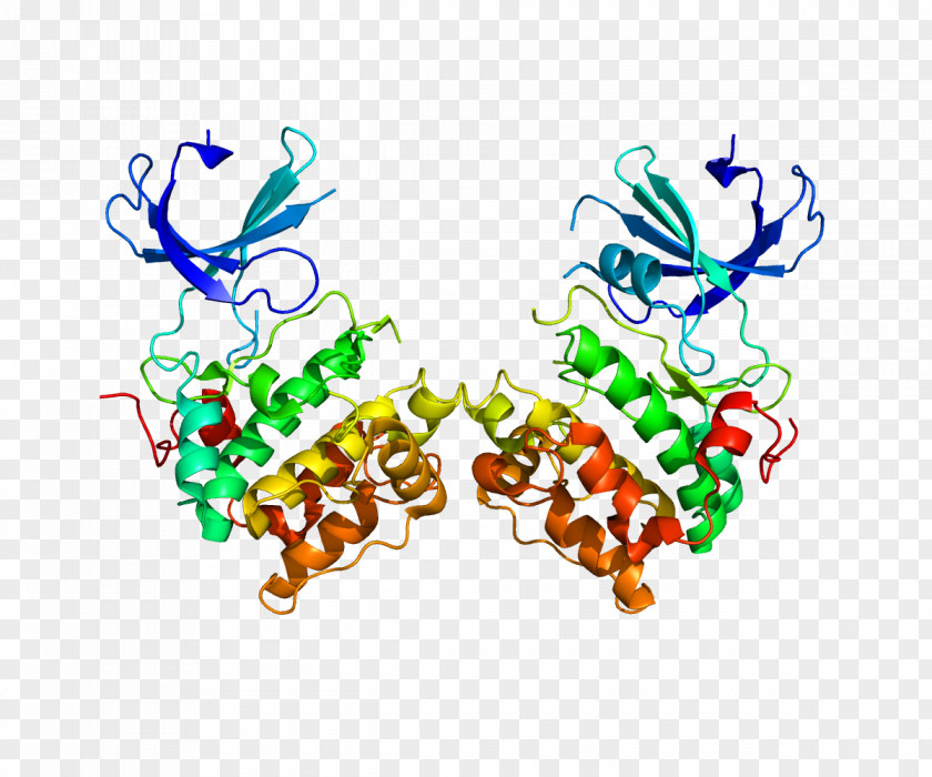 Protein P70-S6 Kinase 1 Ribosomal S6 PNG