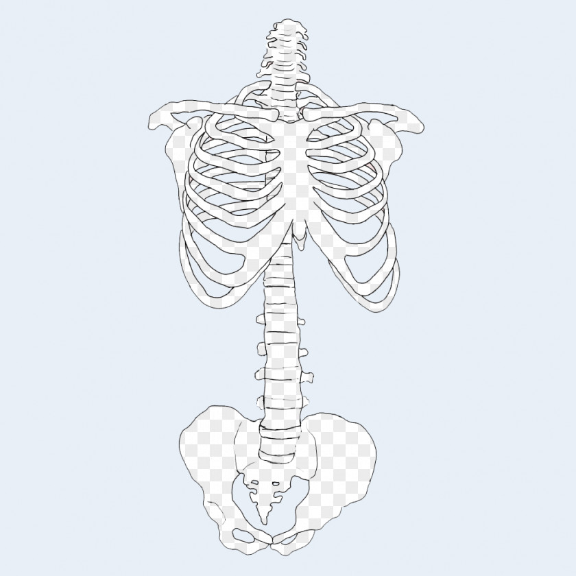 Skeleton Bizarro Bone Lobo Drawing PNG