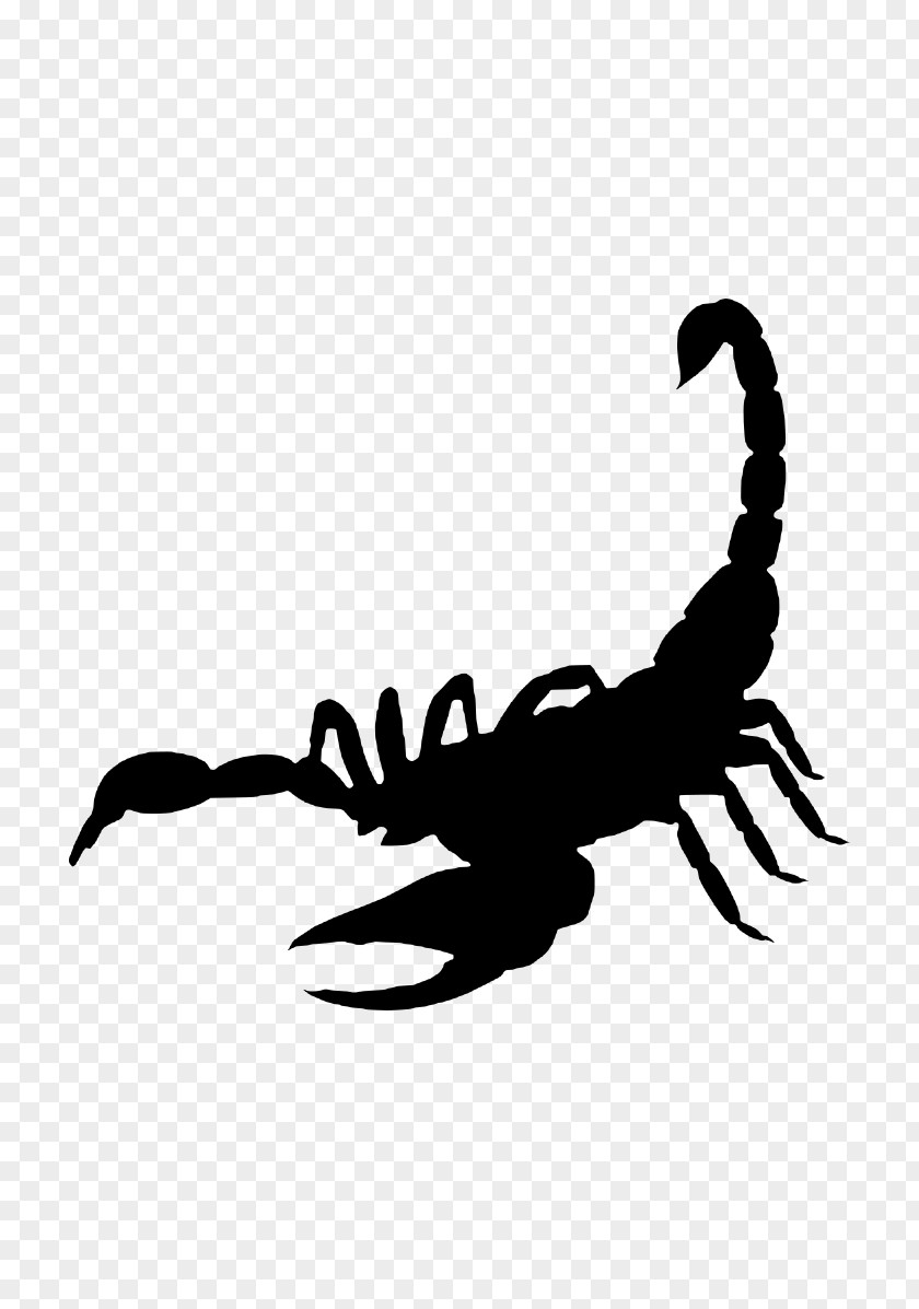 Claw Seafood Scorpion American Lobster Crab Crayfish PNG