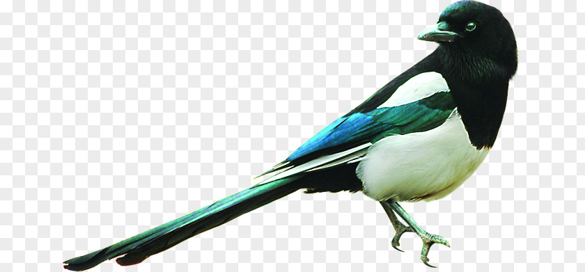 Creative Winter Birds Animal Eurasian Magpie Bird PNG