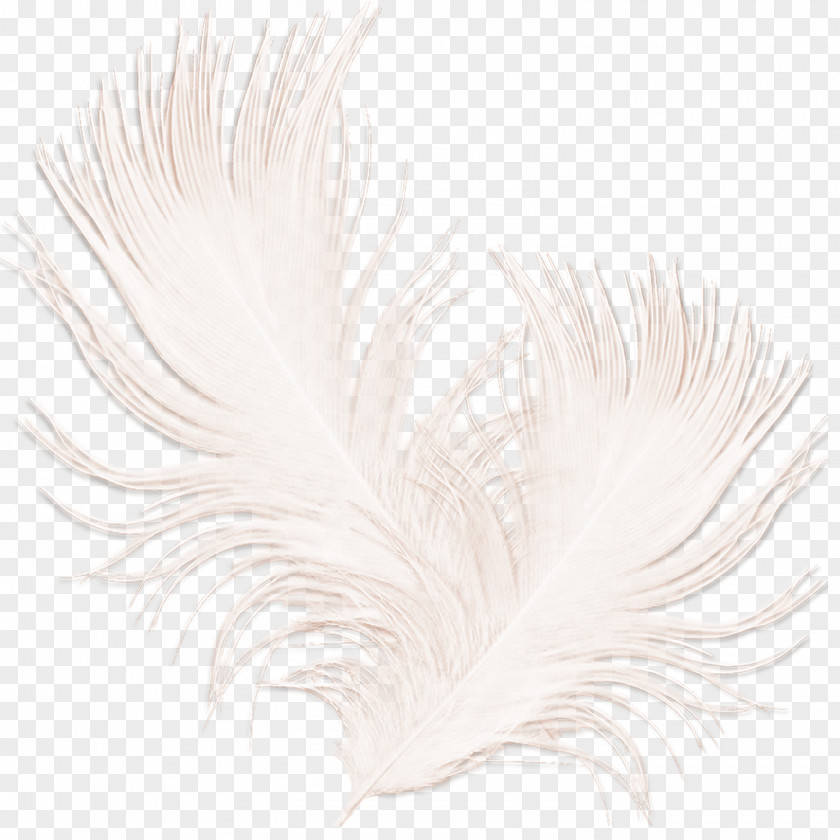 Feather White Black PNG