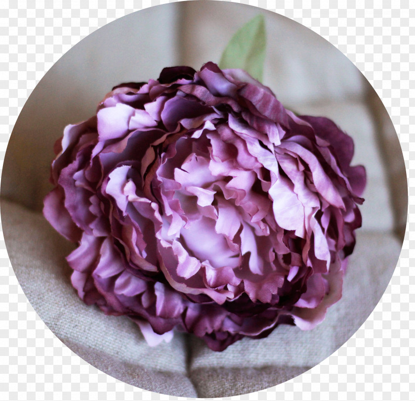 Flower Cabbage Rose Cut Flowers Petal Peony PNG