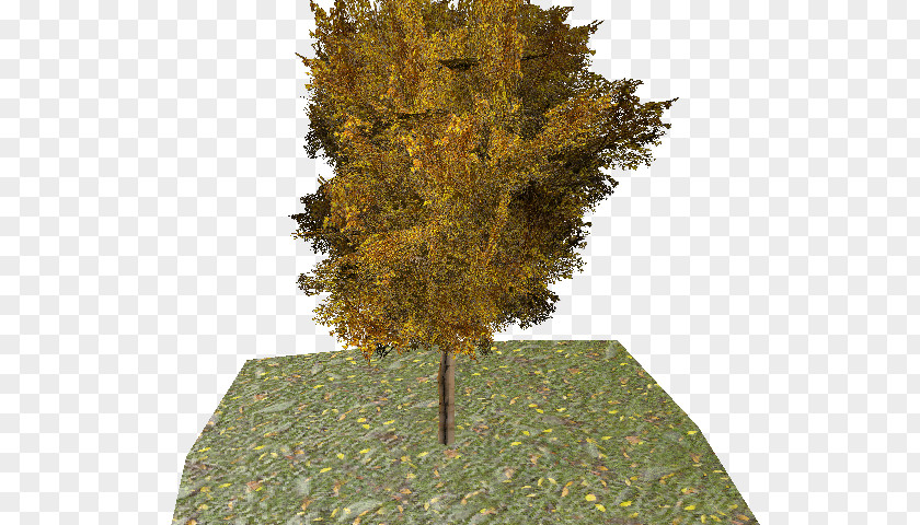 Leaf Evergreen Ginkgo Biloba Tree PNG