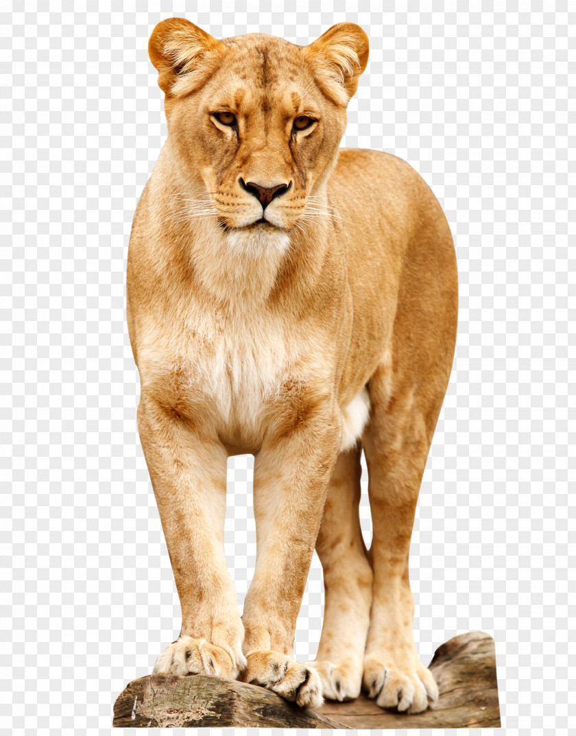 Lion Africa Cat Felidae Tiger PNG