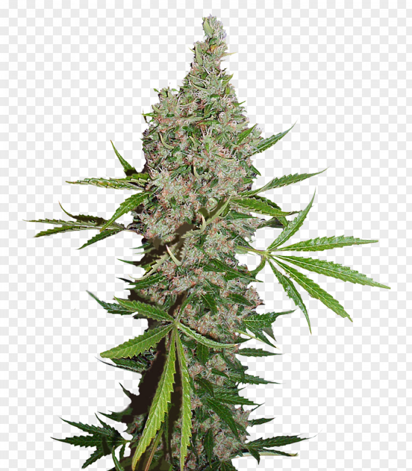 Passion White Widow Cannabis Coffeeshop Seed Bank Skunk PNG