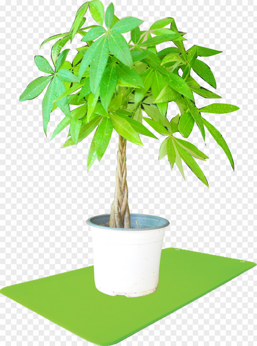 Plant Houseplant Flowerpot Streptocarpus Self-pollination PNG