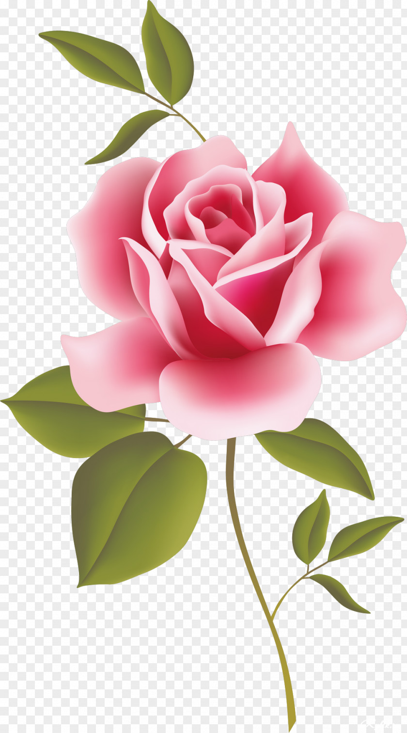 Rose Flower Vintage Roses: Beautiful Varieties For Home And Garden Desktop Wallpaper Clip Art PNG