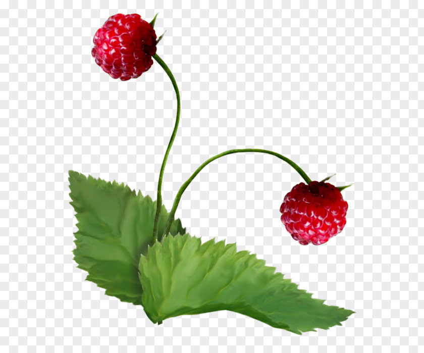 Strawberry Berries Superfood Raspberry Pi Natural Foods PNG