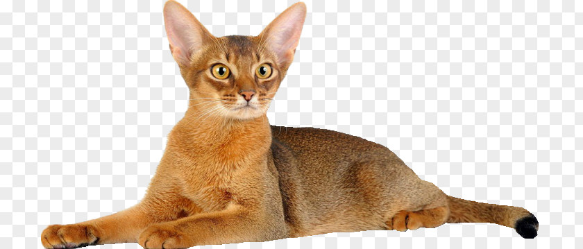 Kitten Abyssinian Cat Donskoy Sphynx Peterbald PNG