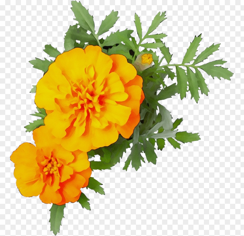 Perennial Plant Tagetes Patula Orange PNG