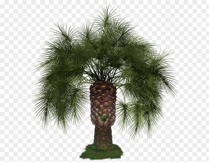 Tree Pine Arecaceae Clip Art PNG