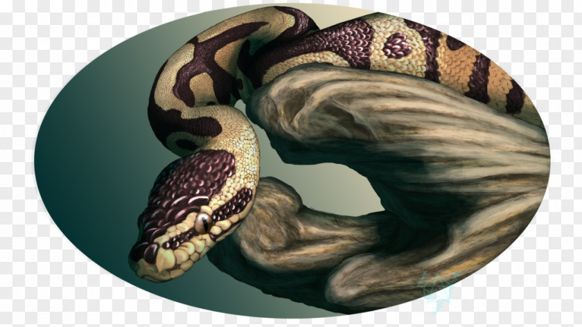 Ball Python Boa Constrictor Drek'Thar Serpent Art PNG