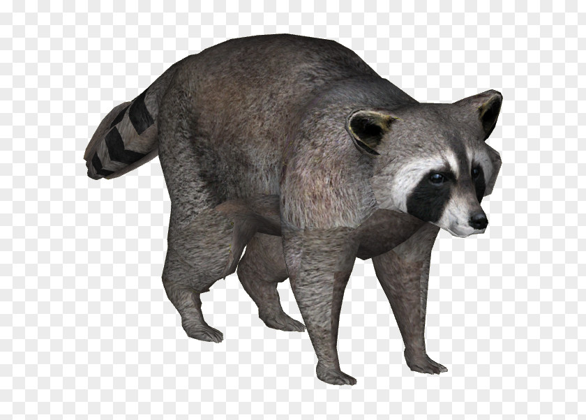 Raccoonhd Viverrids Raccoon Fur Procyon Terrestrial Animal PNG